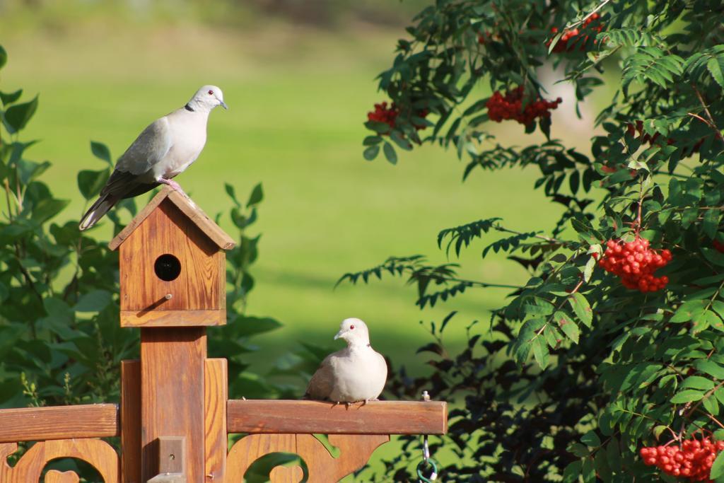 Remo Ridge Bed N Breakfast テラス エクステリア 写真